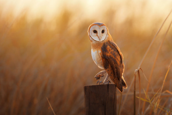 Owl at Sunset