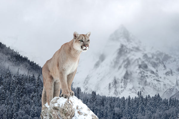 The Mountain Cougar