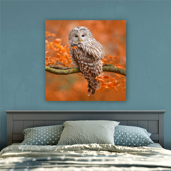 Autumn Owl