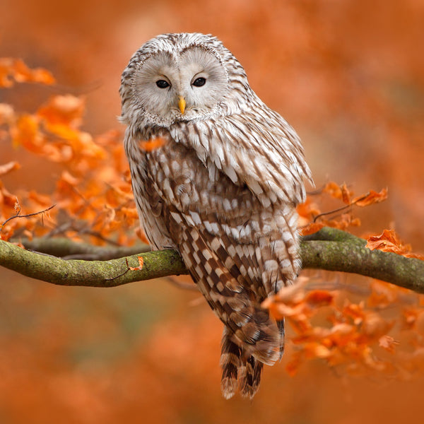 Autumn Owl