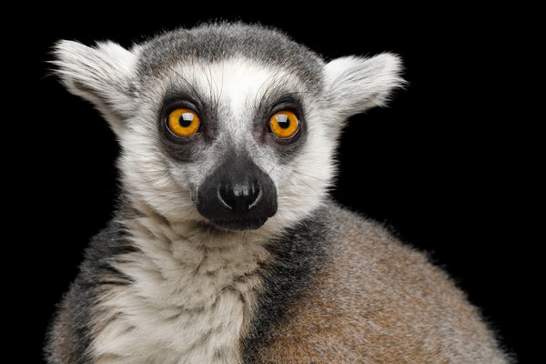 Madagascar Lemur