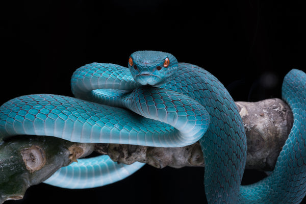 The Snake in Blue