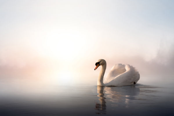 The Beautiful Swan