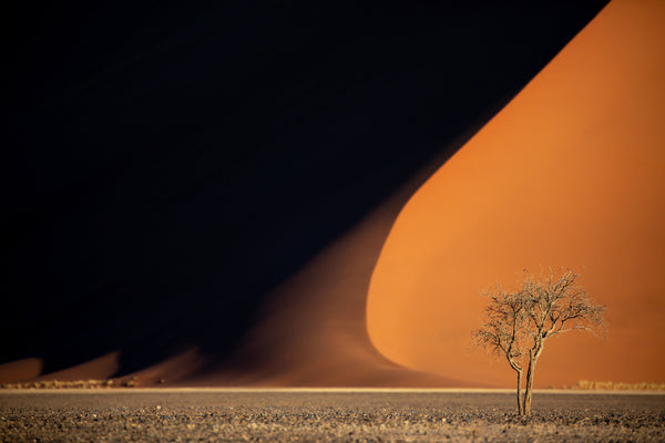 The Desert Tree