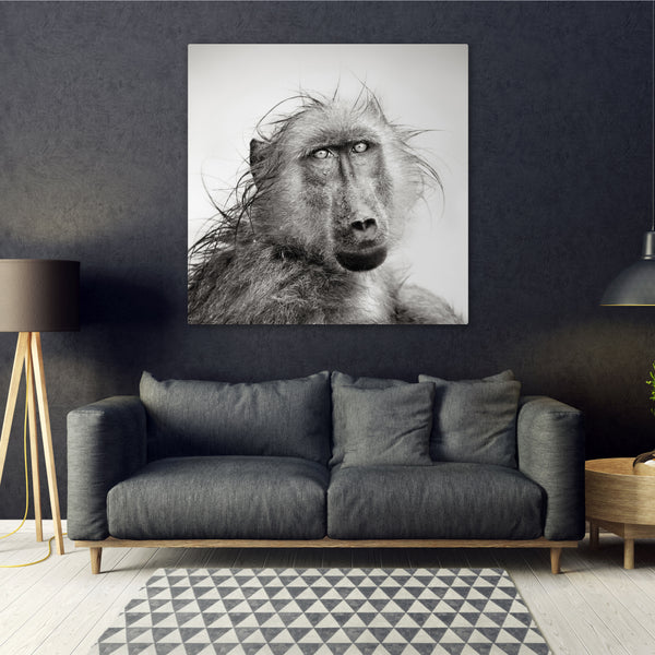 Japanese Monkey