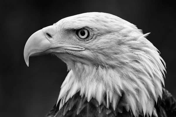 Eagle of America
