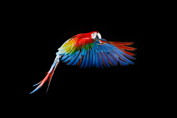 Flying Parrot