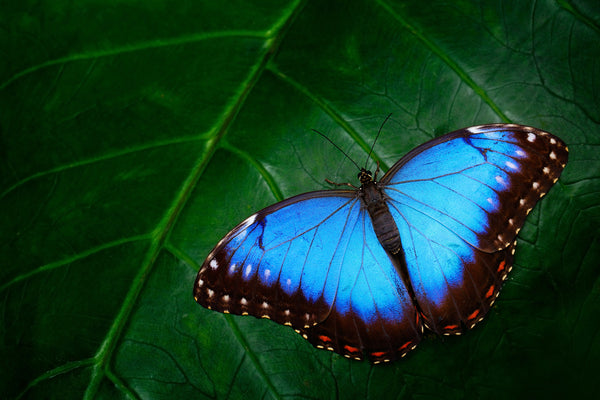 Exotic Butterfly