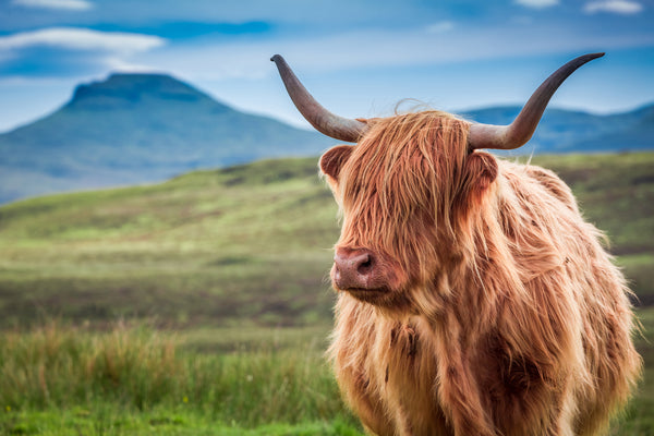 The Highland Cow