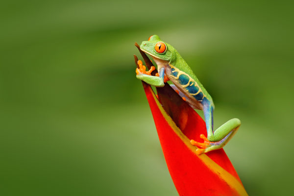 Exotic Frog