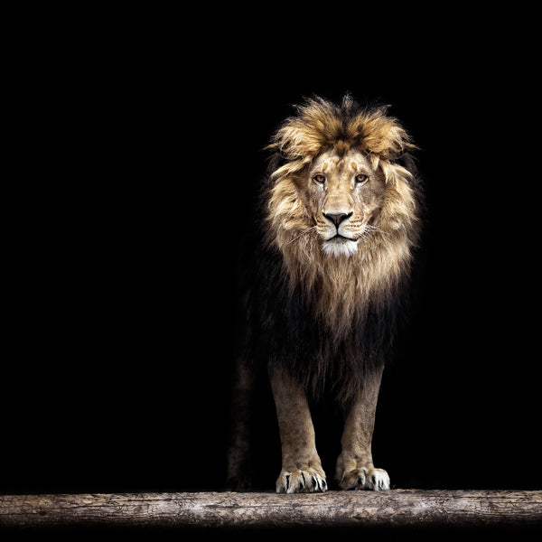 The Lion Portrait