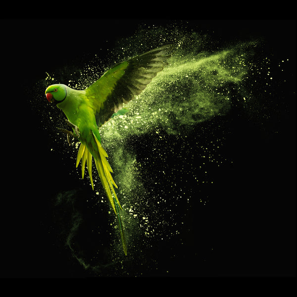 Green Parrot Powder