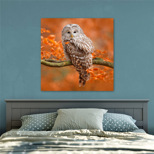 Autumn Owl