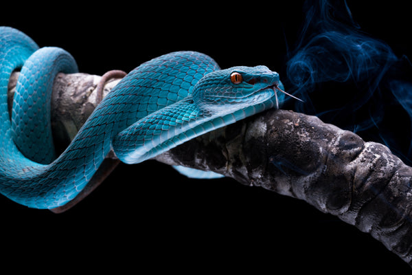 Blue Snake