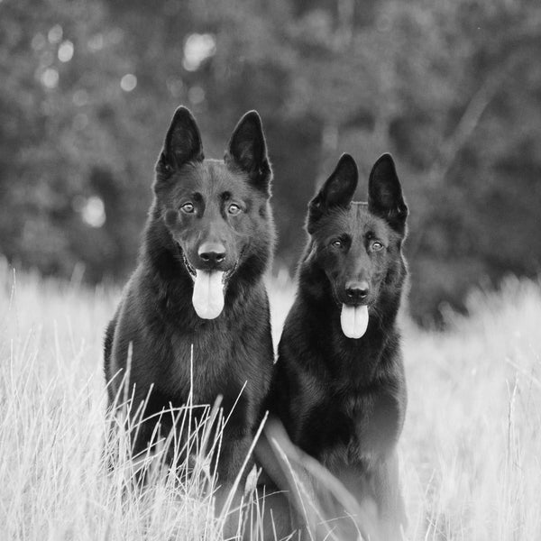 Multiple Pets Session - Artbox Printers