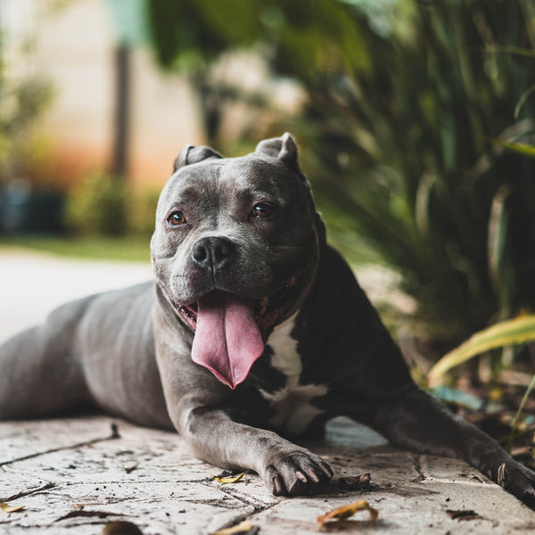 Ultimate Pet Session - Artbox Printers