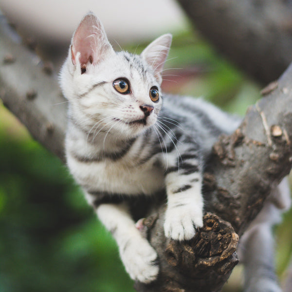 Outdoor Pet Session - Artbox Printers