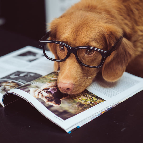 Ultimate Pet Session - Artbox Printers