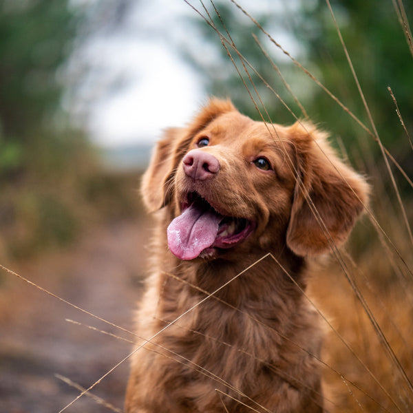 Ultimate Pet Session - Artbox Printers