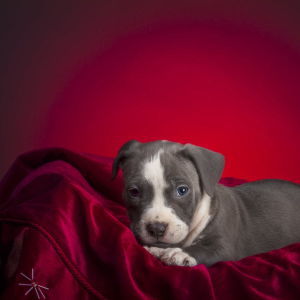 Multiple Pets Session - Artbox Printers